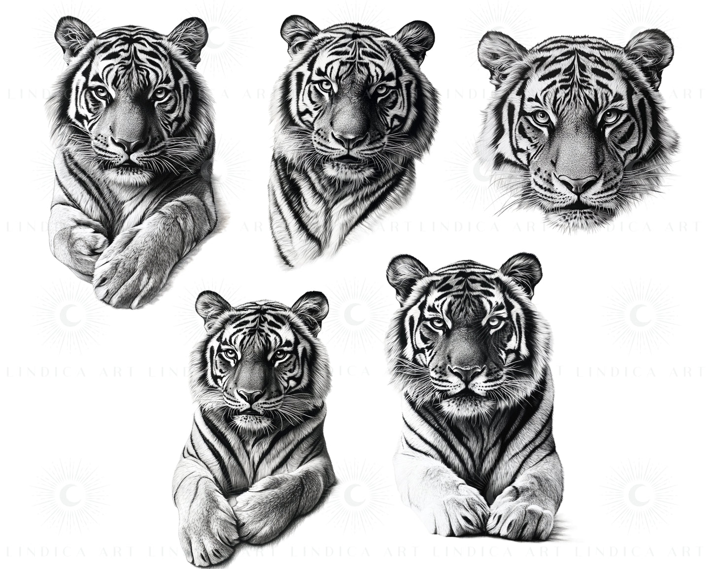 Procreate Realistic Tigers Stamp Brushes Bundle